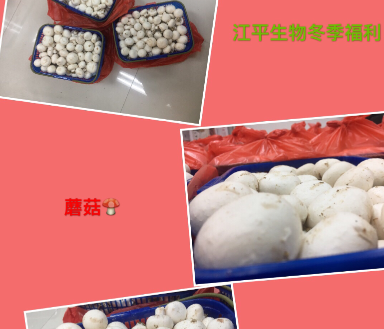 MrCat猫先生电竞(中国)官方网站